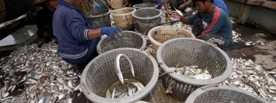 Men sort fish into baskets